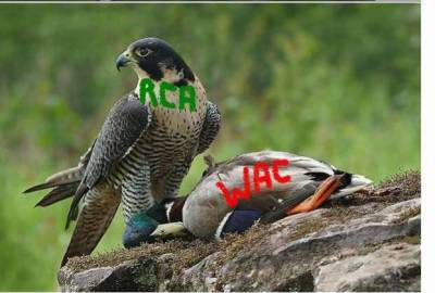 Rca toujour fort