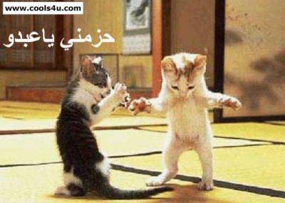 Les chats aussi dance